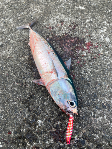 マルソウダの釣果