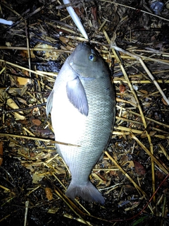 グレの釣果