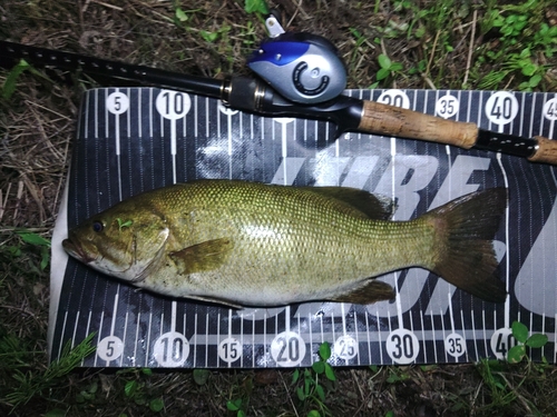 スモールマウスバスの釣果