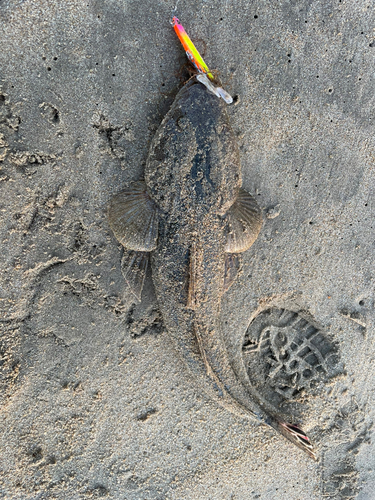 マゴチの釣果