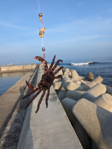 カニの釣果