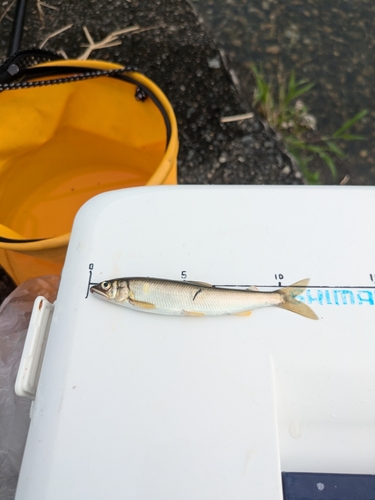 コアユの釣果