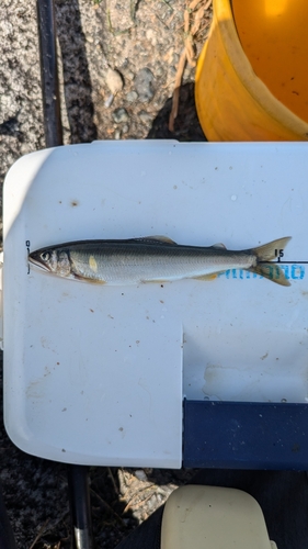 コアユの釣果