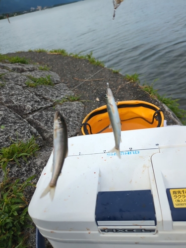 コアユの釣果