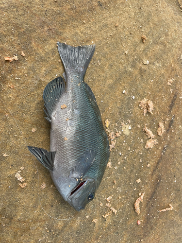 メジナの釣果