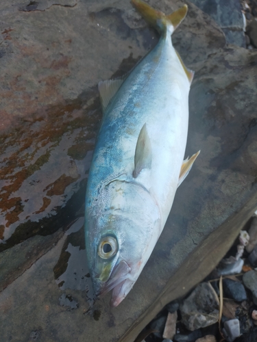 ワカシの釣果