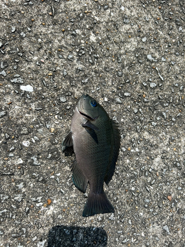 クロの釣果