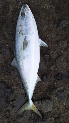 ブリの釣果