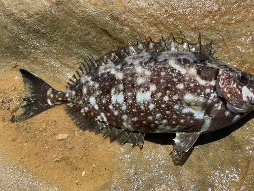 アイゴの釣果