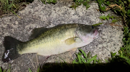 ブラックバスの釣果