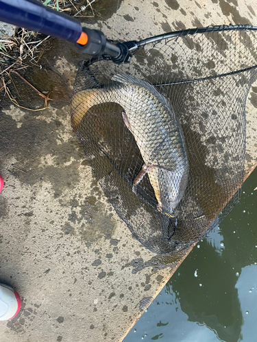 コイの釣果