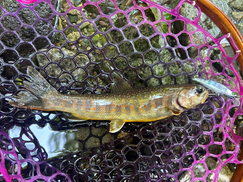 イワナの釣果