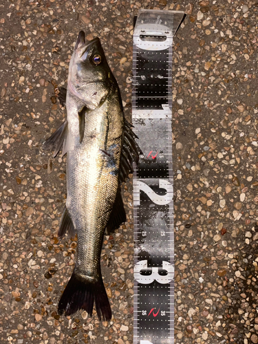 フッコ（マルスズキ）の釣果