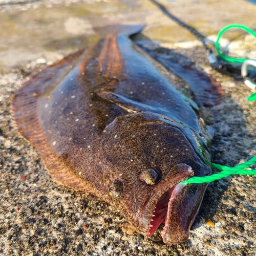 ヒラメの釣果