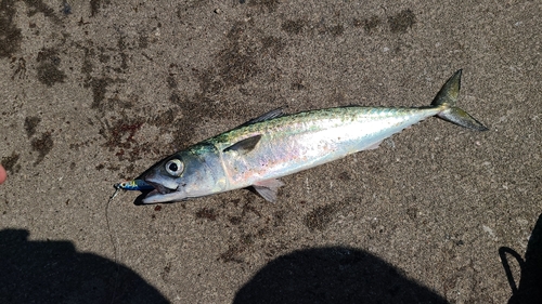 サバの釣果