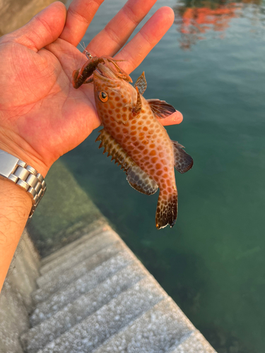 オオモンハタの釣果