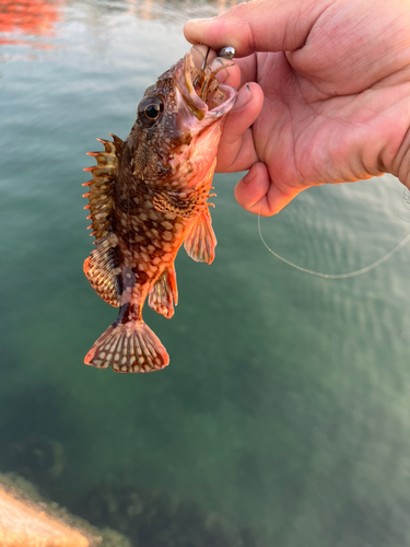 カサゴの釣果