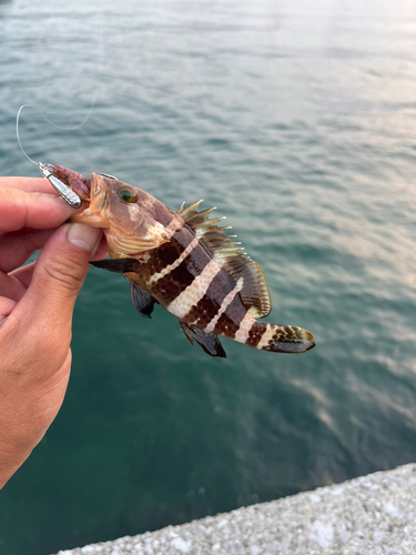 チャイロマルハタの釣果