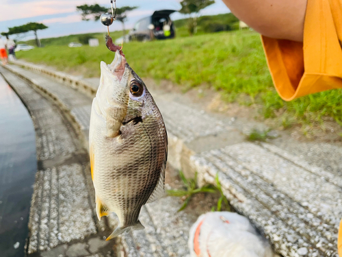 キビレの釣果