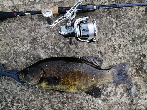 スモールマウスバスの釣果