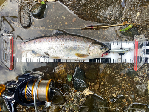 アマゴの釣果