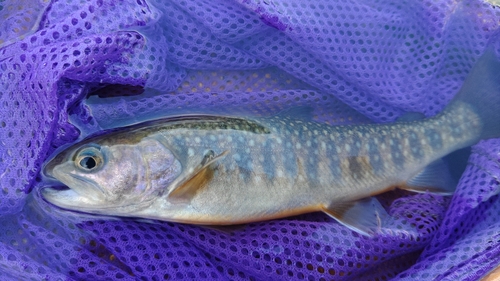 イワナの釣果