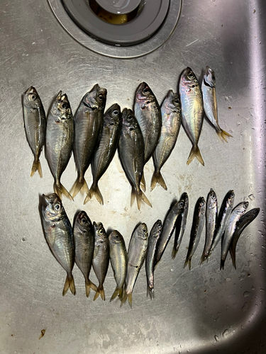 アジの釣果