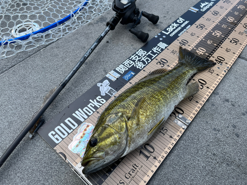 スモールマウスバスの釣果