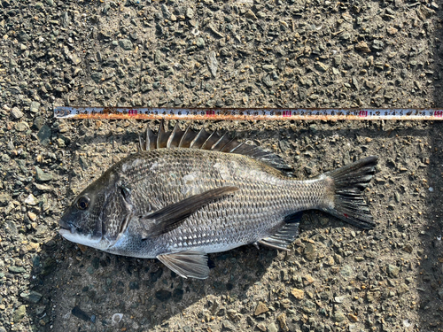 チヌの釣果