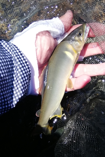 アユの釣果