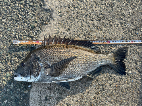 チヌの釣果