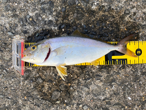 カンパチの釣果