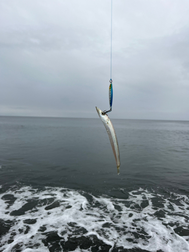 カマスの釣果