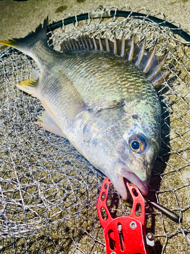 キビレの釣果