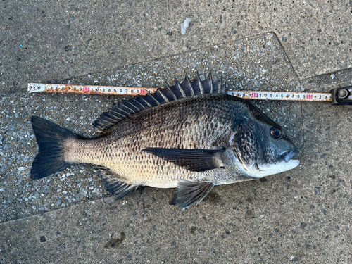 チヌの釣果