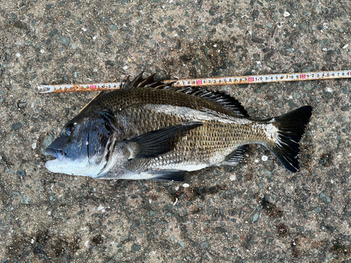 チヌの釣果