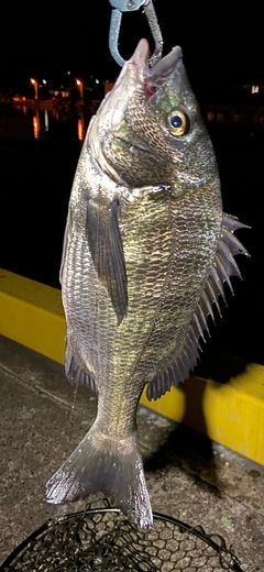 チヌの釣果