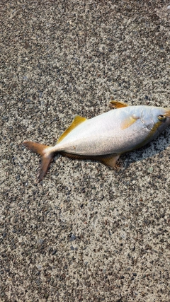 ショゴの釣果