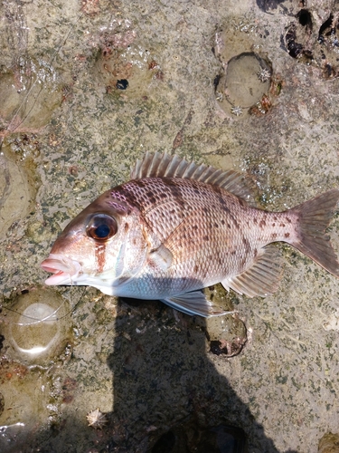 メイチダイの釣果