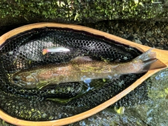 イワナの釣果