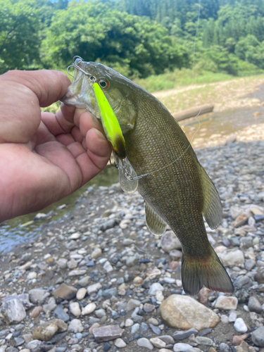 スモールマウスバスの釣果