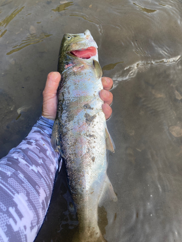 ニジマスの釣果