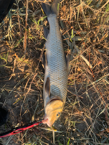 ニゴイの釣果