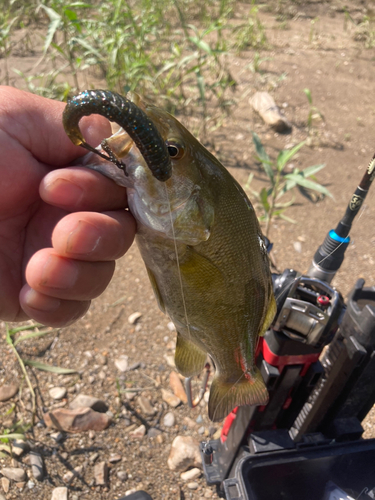 スモールマウスバスの釣果