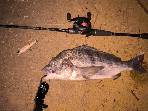 チヌの釣果