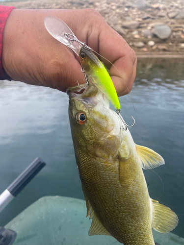 スモールマウスバスの釣果