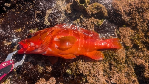 アカハタの釣果