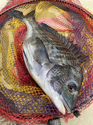 クロダイの釣果