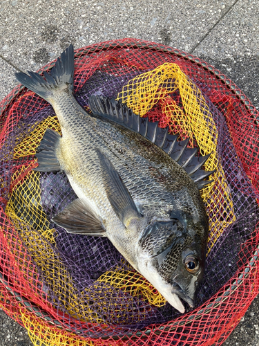 クロダイの釣果