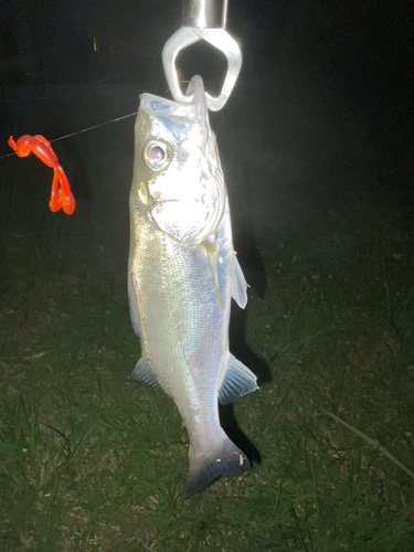 セイゴ（マルスズキ）の釣果